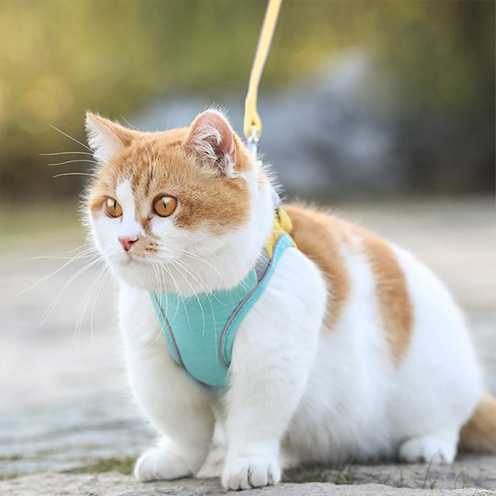 CatVest, повод за котки - Image 6