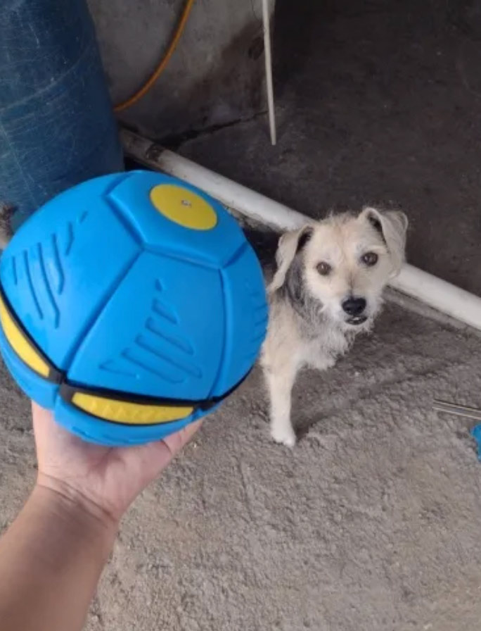DiskBall, играчка за кучета, която е и фризби и топка - Image 9