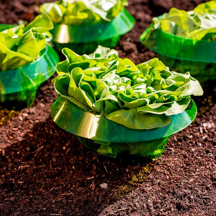 LettuceProtect, защита за маруля и други култури (10 броя) - Image 5