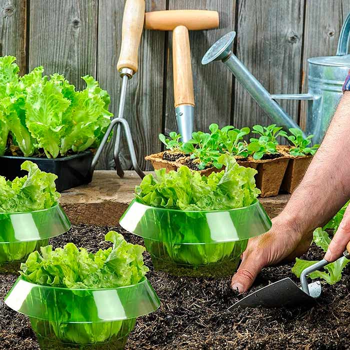 LettuceProtect, защита за маруля и други култури (10 броя) - Image 6