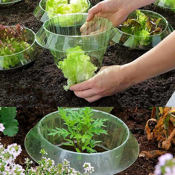LettuceProtect, защита за маруля и други култури (10 броя) - Image 9