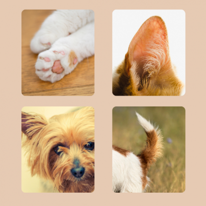 PAWTREAMER, PawPerfect Мини Тример за Домашни Любимци - Image 2