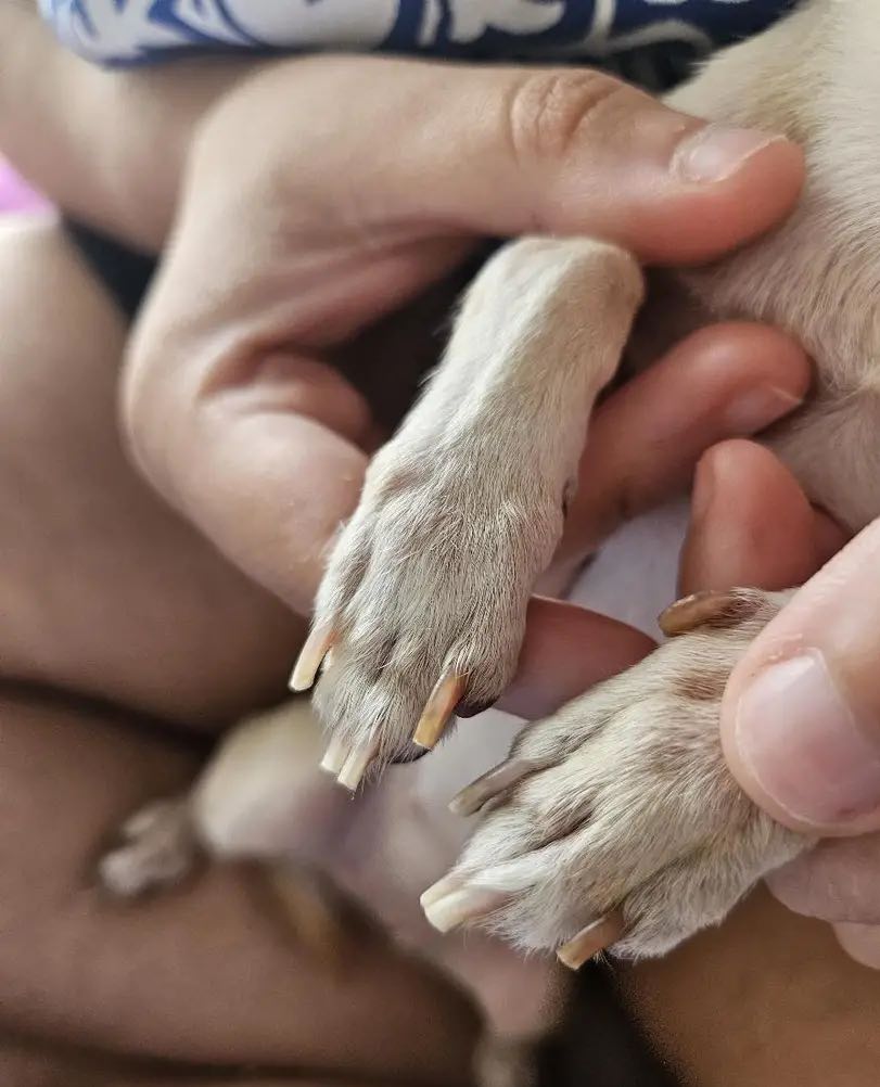 PawGloTrim, нокторезачка с LED светлина - Image 10