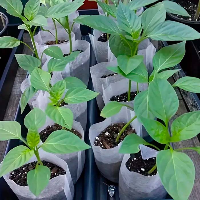 SeedBags, биоразградими торбички за засаждане и отглеждане на растения (100 бр.) - Image 3