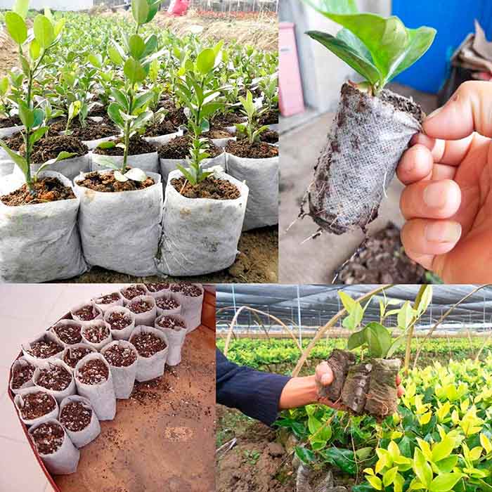 SeedBags, биоразградими торбички за засаждане и отглеждане на растения (100 бр.) - Image 5