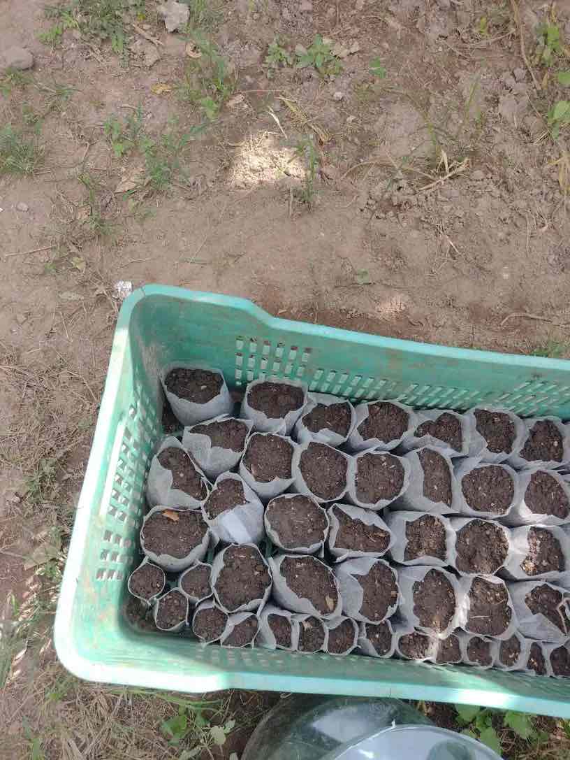 SeedBags, биоразградими торбички за засаждане и отглеждане на растения (100 бр.) - Image 10