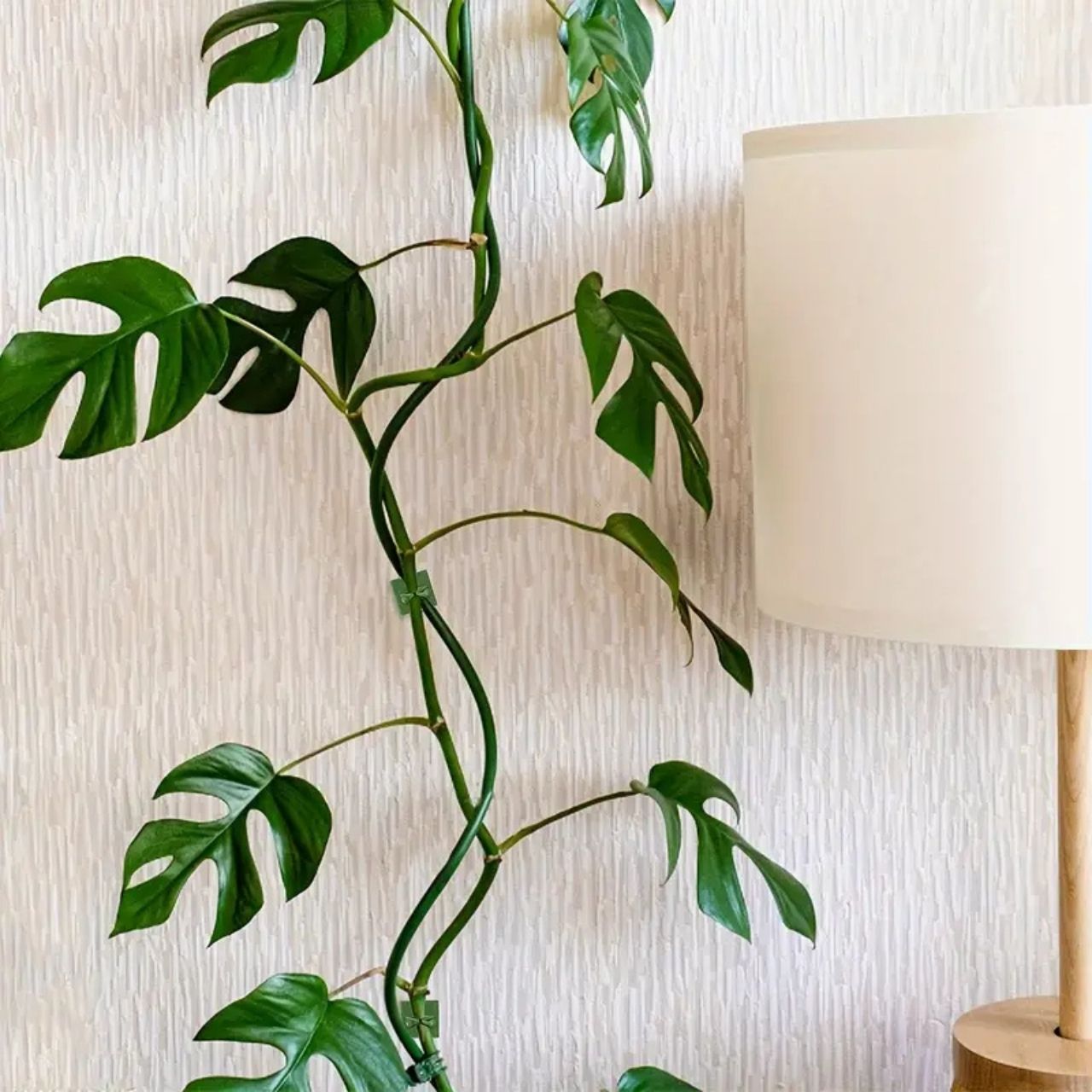 Vines, самозалепващи се стойки за растения и катерачи (100 броя) - Image 8